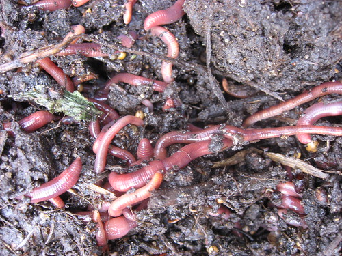Composting
worms