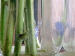 Vase and Stems: Variations