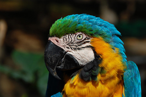 Macaw Profile