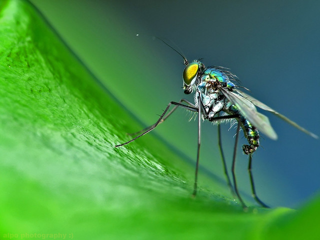 green longlegged fly (Dolichopodid Flies)