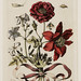 merian rose peony bouquet insects