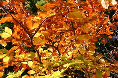 Bokträd (Fagus sylvatica)