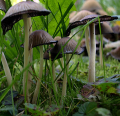 champignons mushrooms
