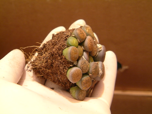 Lithops before repotting 0057 by yellowcloud