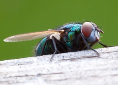 Diptera - True Flies