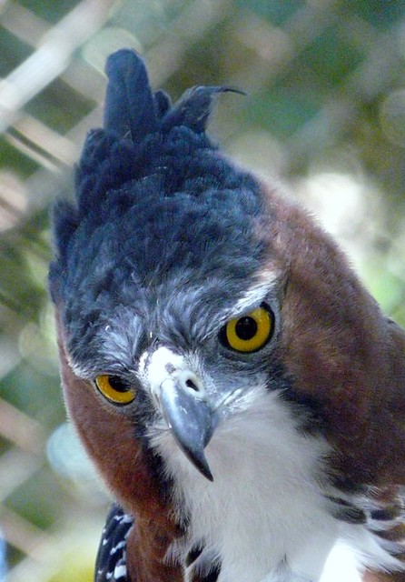 Falconiformes. Família  Acciptridae - Subfamília Buteonidade- Gaviões de penacho. genêro SPIZAETUS 2719923745_802772d8d1_z