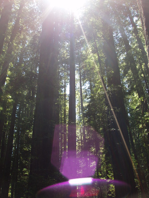 080308 Albee Creek Redwoods - God's summer home