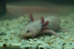 Animals: Axolotls - mexican walking fish
