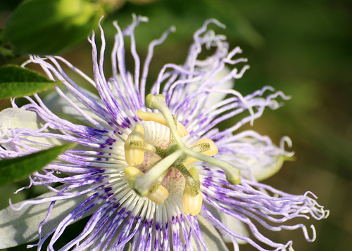 Purple passionflower, Passiflora incarnata