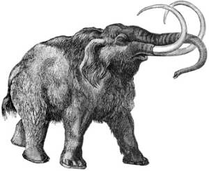 mamut
lanudo