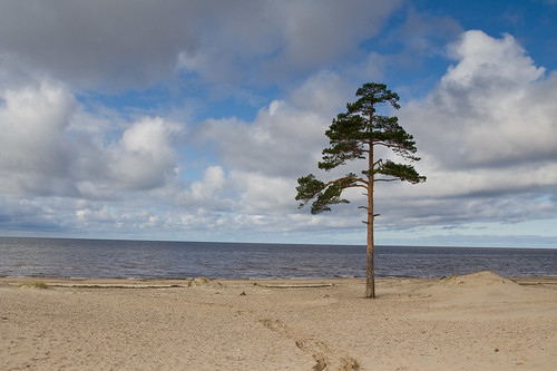 Lonely pine by Mothlike