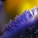 Viola flower closeup
