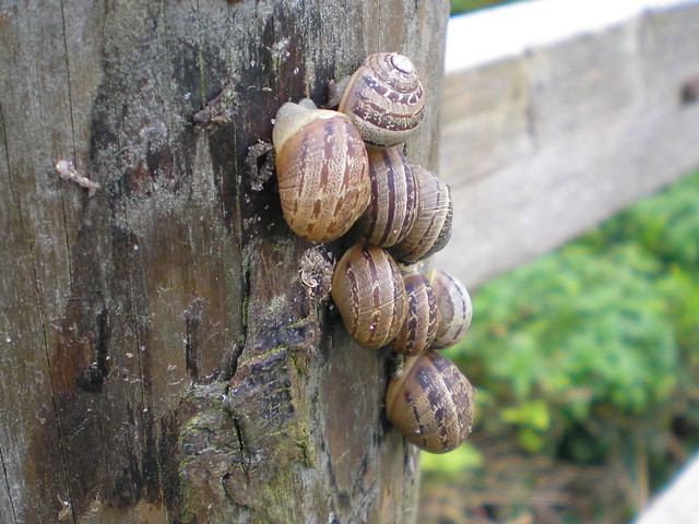 Snail Gathering