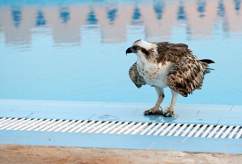 Eagle @ pool