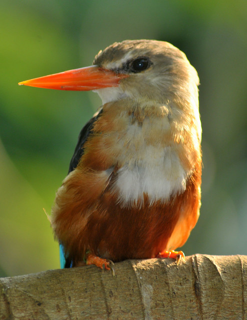 Kingfisher with electric beak. Photo by flickr user ucumari