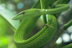 snakes of BORNEO - a set on Flickr