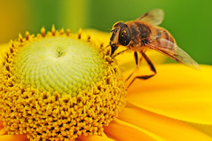 Biene im Pollenrausch
