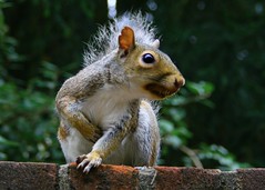 Angry squirrel