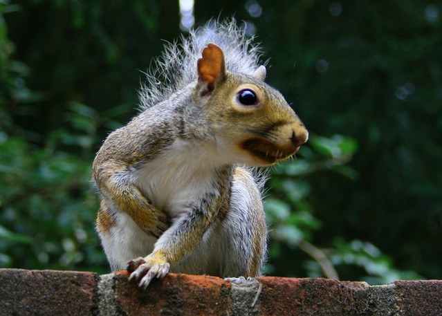 Angry squirrel