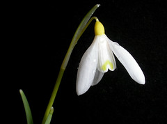 Galanthus or Snowdrops
