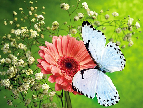 Butterflies 1989-2009 — Unsorted  412