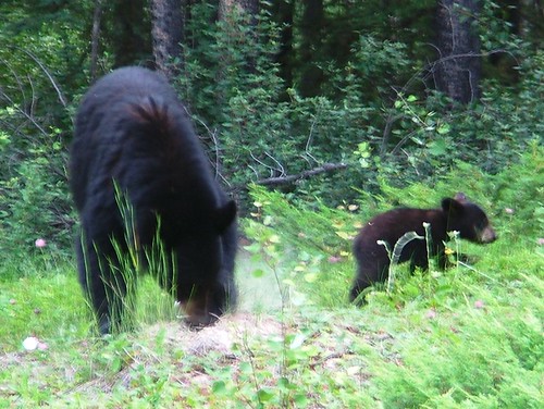 black bear with cub
