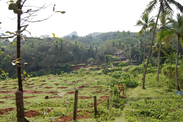 Kerala Scenery