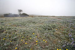 Wildflowers of the Northern California coast