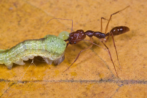 A trap jaw ant attacking a caterpillar..IMG_5802 copy