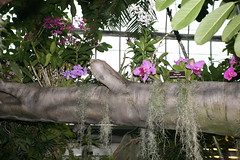 US Botanic Garden - Orchid House