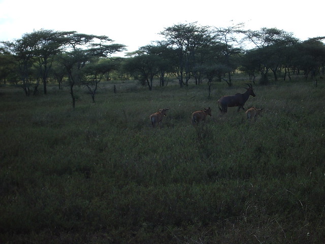 Gazelle Group