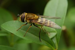 Hoverflies and other flies