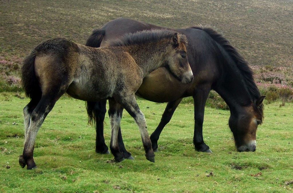 Exmoor ponies ©David Masters