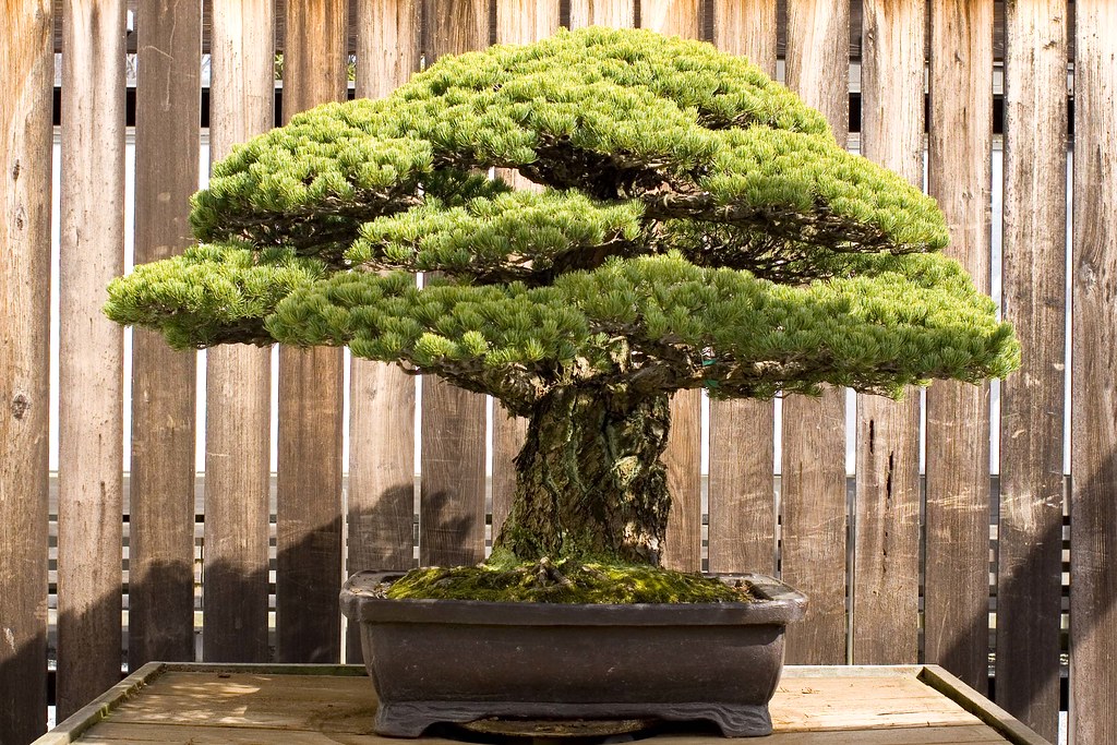 2343383001 2e4d9156a5 b This Bonsai Masters Greatest Work of Art is a Loving Tribute to his Grandkids