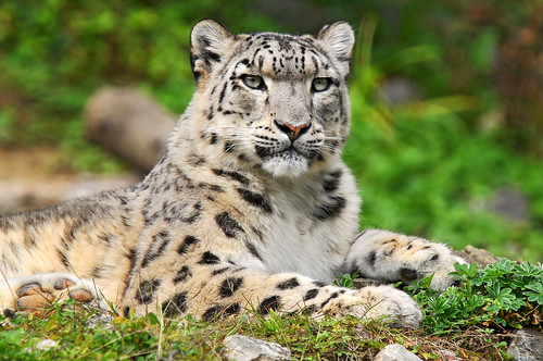 Djamila the snow leopard princess