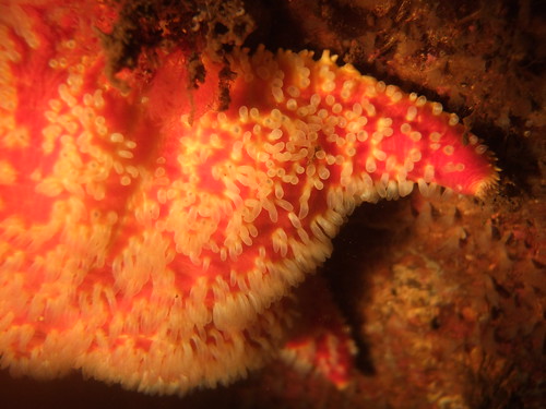 Close-up of a Cushion Starfish