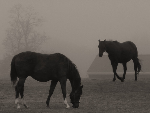 Tree through the mists & a couple horses by joiseyshowaa