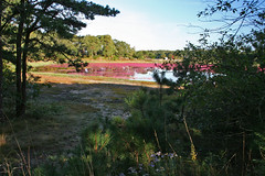 20081008- Cranberry Harvest Harwich Cape Cod