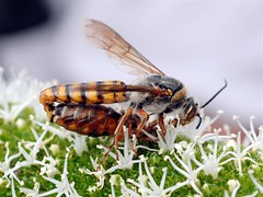 Thynnidae wasps