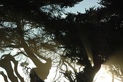 Personality of Trees (Monterey Cypress), Pacific Coast, Santa Cruz, California, USA