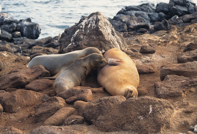 Galapagos sea lion nursing two pups, Galápagos Islands, Ecuador