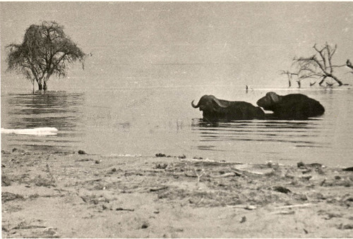 Water Buffalo somewhere in Kenya: late 1960s