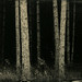 Pine Forest 2008