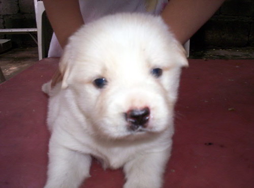 Puppy 2008