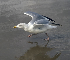 Möwen / Gulls