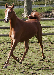HORSES: Cranleigh Arabian Stud