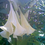 On our walk...Brugmansia