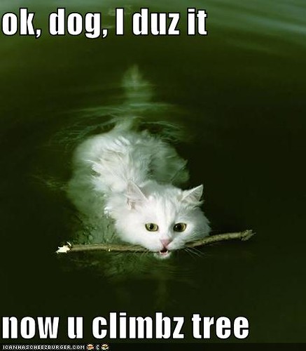 funny-pictures-cat-swimming-fetch-stick