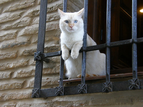 Blue-eyed white cat looking from a window