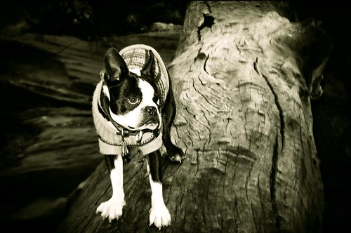 burr trail boston terrier